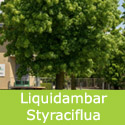 Sweet Gum, Liquidambar Styraciflua Tree 20-60cm